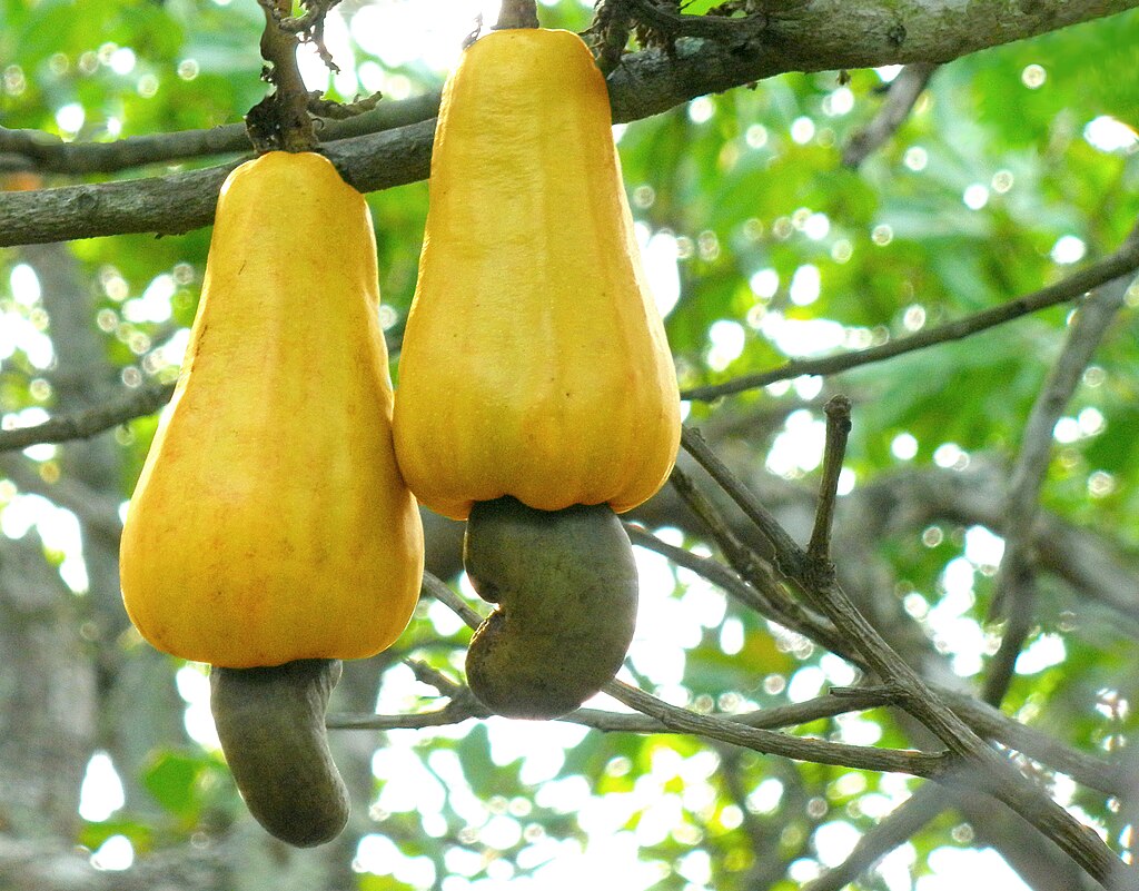 jambu-mete