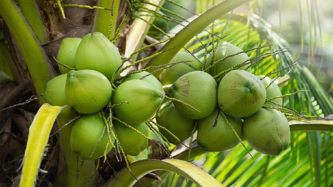 kelapa