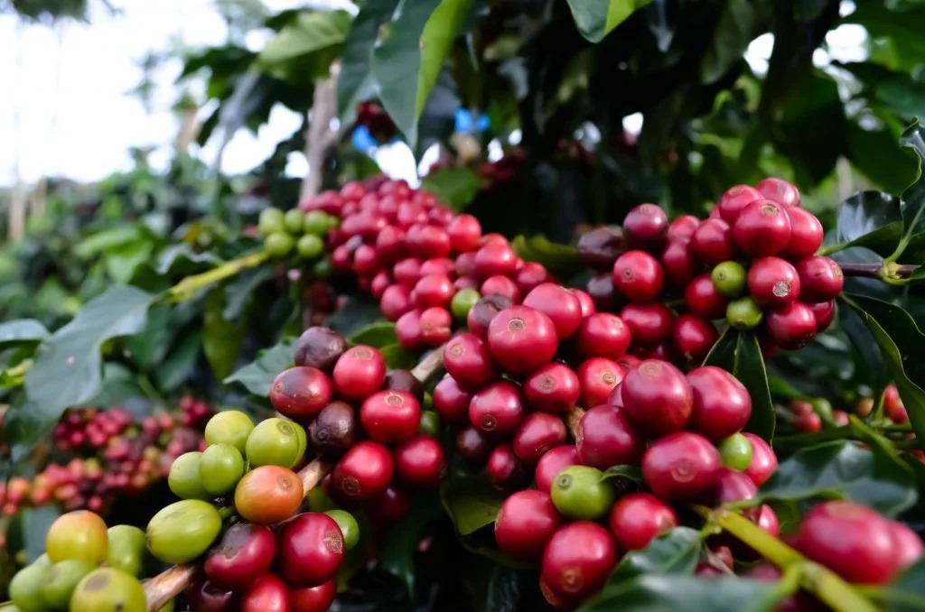 kopi