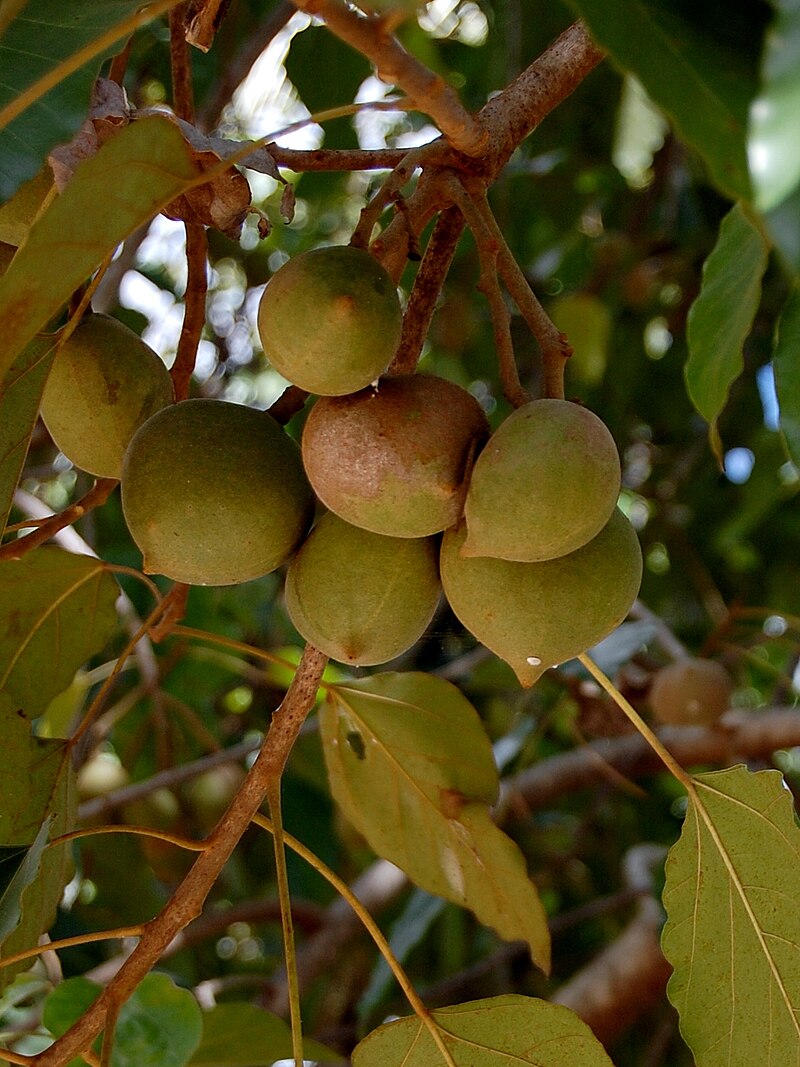 kemiri