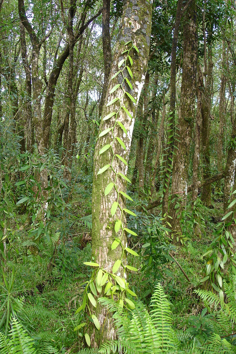 vanili